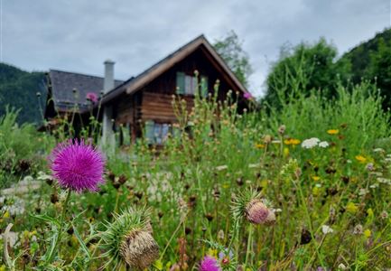 Ein charmantes Holzhaus umgeben von bunten Wiesenblumen. Im Vordergrund sind lila und gelbe Blumen zu sehen, während der Himmel bewölkt ist.