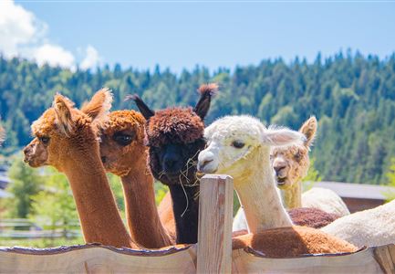 Tiroler Bio Alpakas in Seefeld Sommer
